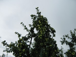 IMG 8058