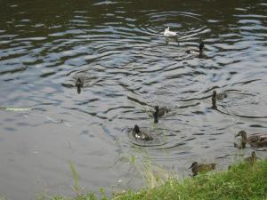 IMG 8851