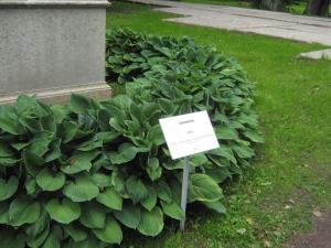 IMG 9005